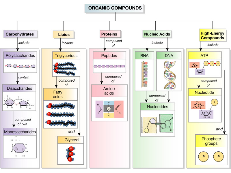Mioducki's Site / Unit 3: Biochemistry