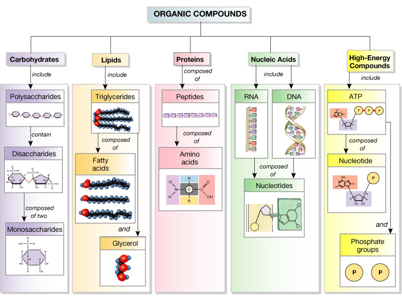 Biochemistry Macromolecules Chart